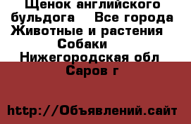 Щенок английского бульдога  - Все города Животные и растения » Собаки   . Нижегородская обл.,Саров г.